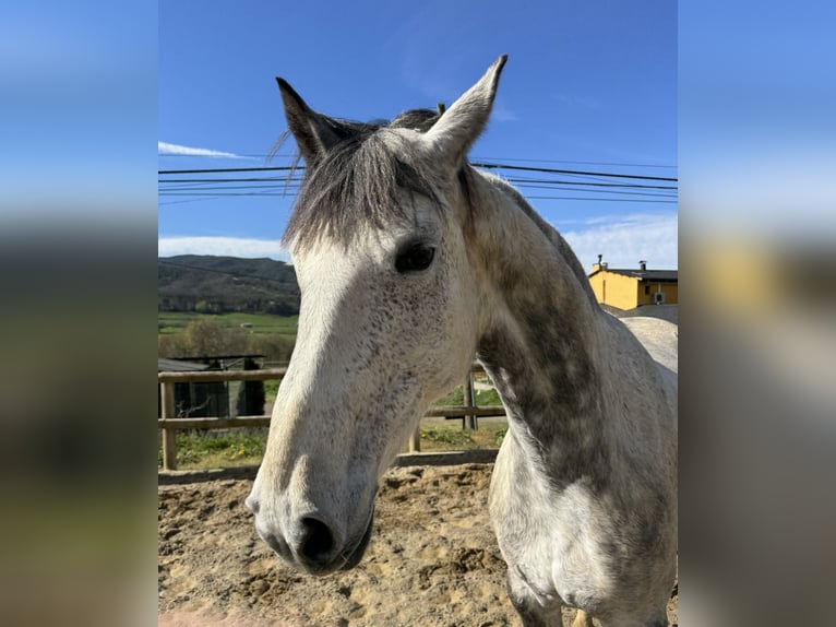 Irish sport horse Merrie 10 Jaar 165 cm Appelschimmel in Lleida