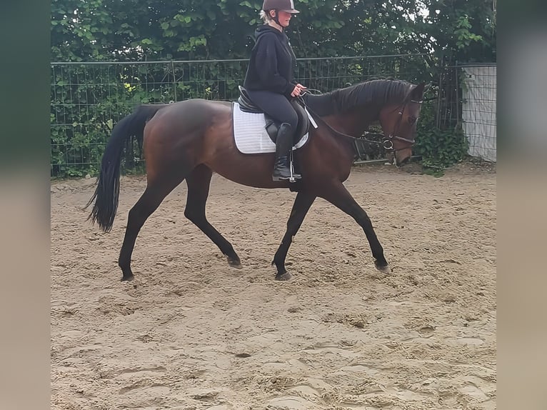 Irish sport horse Merrie 10 Jaar 165 cm Bruin in Lage