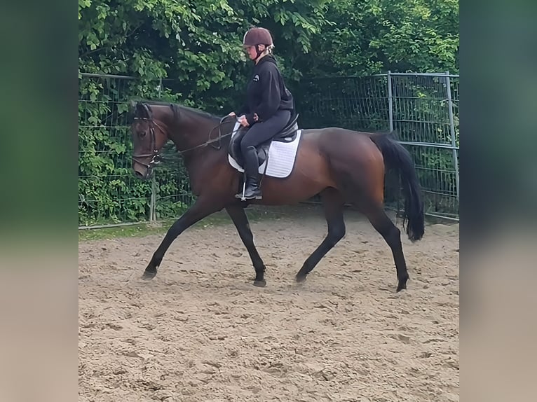 Irish sport horse Merrie 10 Jaar 165 cm Bruin in Lage