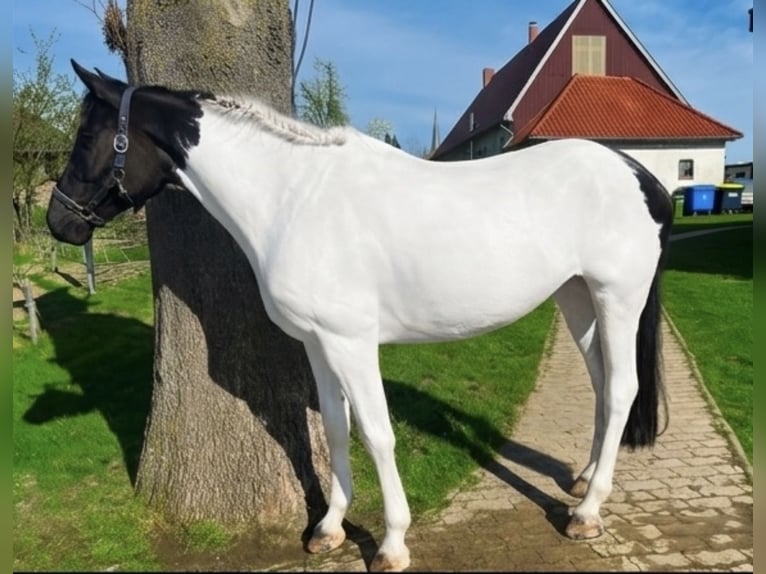 Irish sport horse Merrie 10 Jaar 165 cm Gevlekt-paard in Nordstemmen