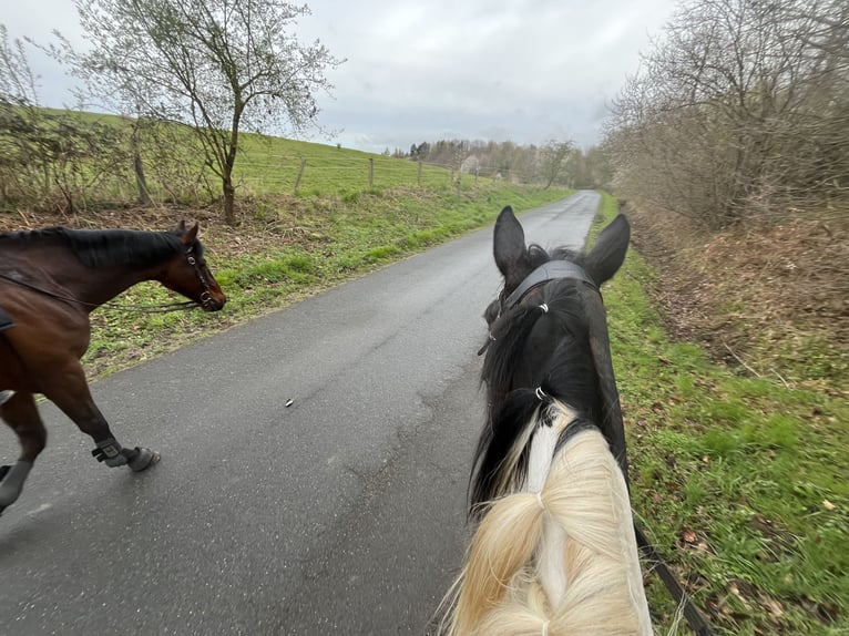 Irish sport horse Merrie 10 Jaar 165 cm Gevlekt-paard in Nordstemmen