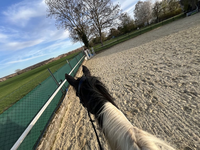 Irish sport horse Merrie 10 Jaar 165 cm Gevlekt-paard in Nordstemmen