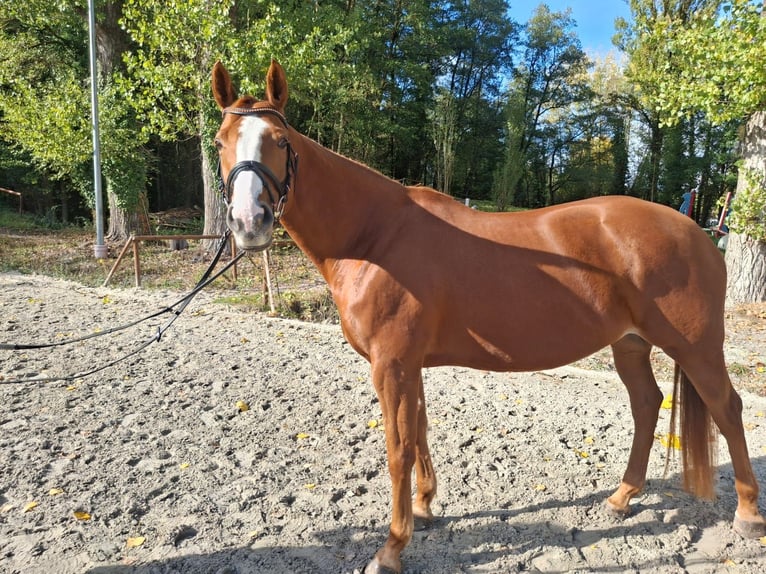 Irish sport horse Merrie 10 Jaar 165 cm Vos in Neu-Isenburg