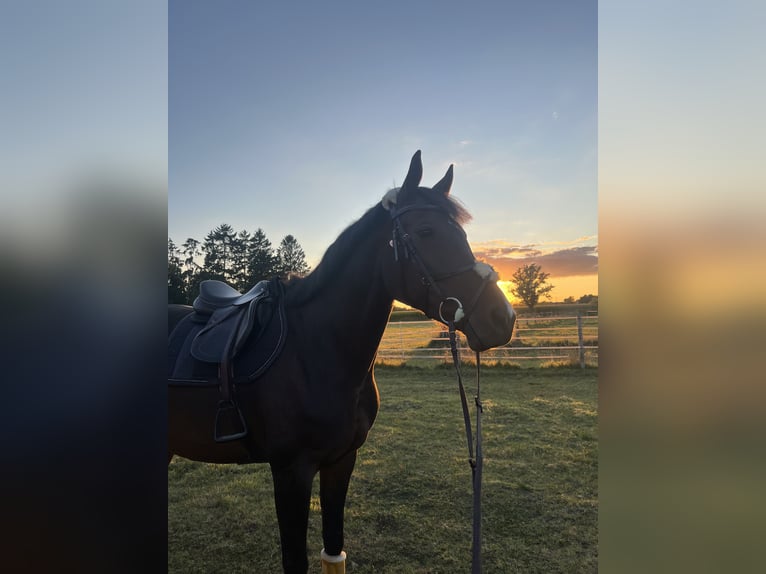Irish sport horse Merrie 10 Jaar 167 cm Bruin in Ahaus
