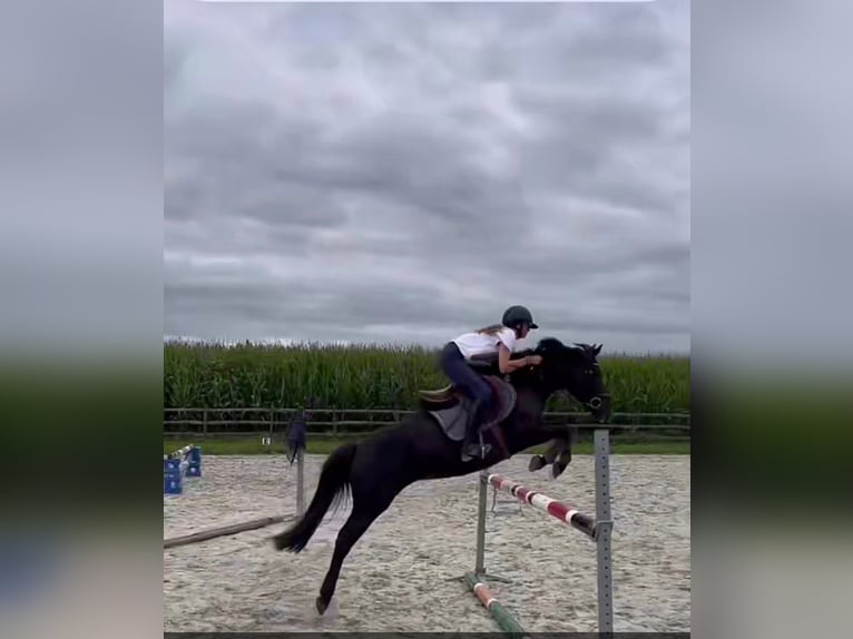 Irish sport horse Merrie 11 Jaar 141 cm Zwart in Astene