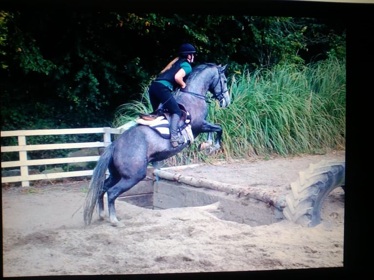 Irish sport horse Merrie 11 Jaar 156 cm Schimmel in Soltau