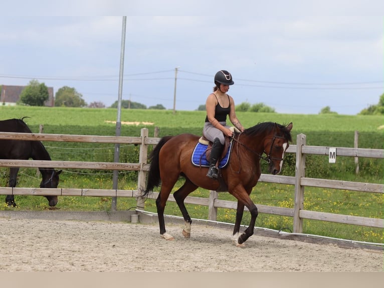 Irish sport horse Merrie 11 Jaar 160 cm Bruin in Pepingen