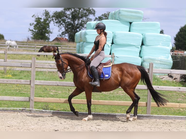 Irish sport horse Merrie 11 Jaar 160 cm Bruin in Pepingen