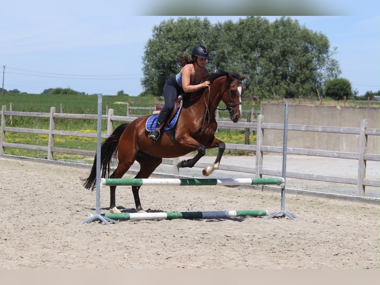 Irish sport horse Merrie 11 Jaar 160 cm Bruin in Pepingen