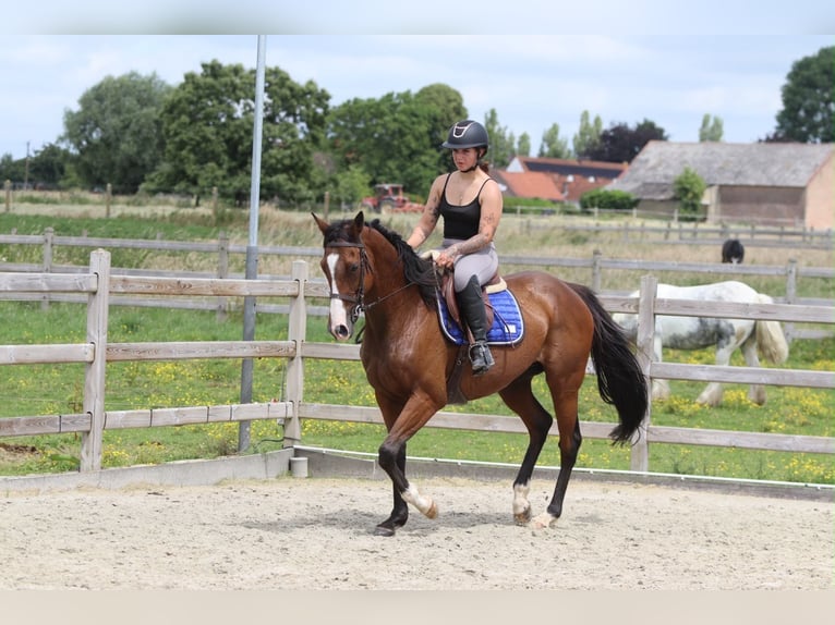Irish sport horse Merrie 11 Jaar 160 cm Bruin in Pepingen