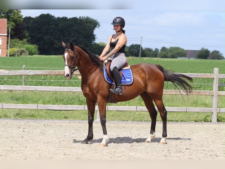 Irish sport horse Merrie 11 Jaar 160 cm Bruin in Pepingen