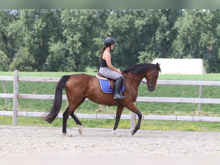 Irish sport horse Merrie 11 Jaar 160 cm Bruin in Pepingen