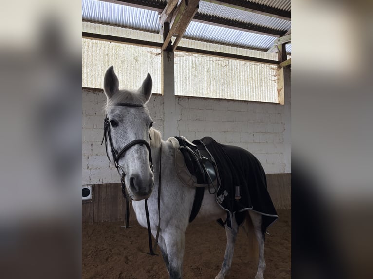 Irish sport horse Merrie 11 Jaar 163 cm Vliegenschimmel in Marburg