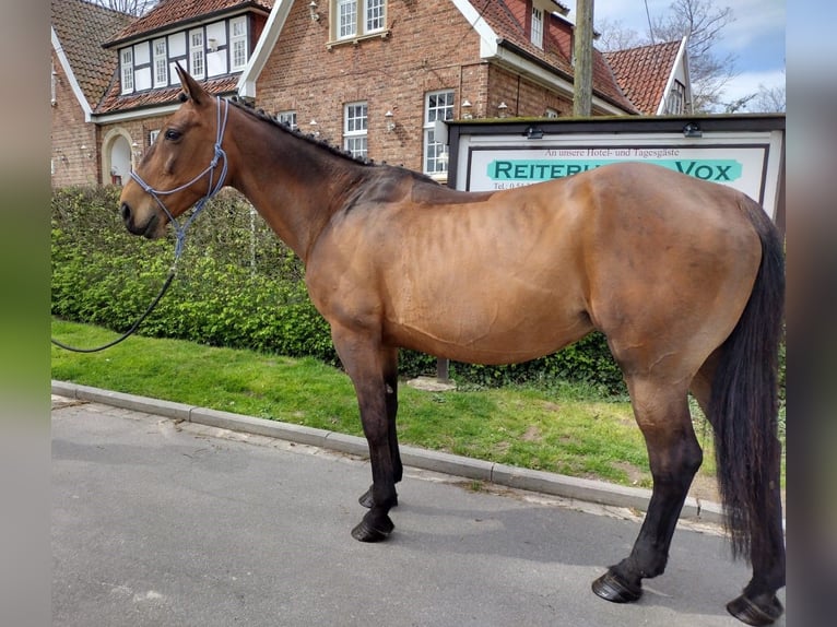 Irish sport horse Merrie 11 Jaar 165 cm Brauner in Eggermühlen