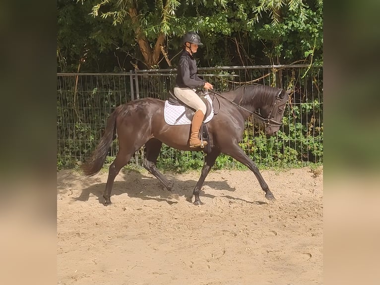 Irish sport horse Merrie 11 Jaar 165 cm Zwart in Lage
