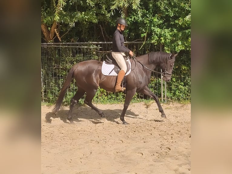 Irish sport horse Merrie 11 Jaar 165 cm Zwart in Lage