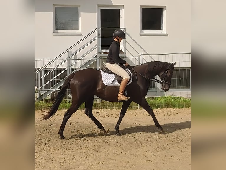 Irish sport horse Merrie 11 Jaar 165 cm Zwart in Lage