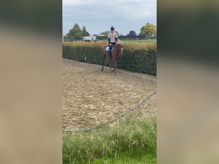 Irish sport horse Merrie 11 Jaar 167 cm Vos in Philippine