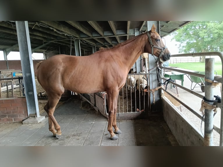 Irish sport horse Merrie 11 Jaar 167 cm Vos in Philippine