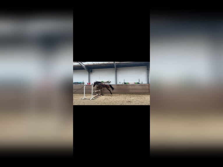 Irish sport horse Merrie 12 Jaar 147 cm Lichtbruin in Osnabrück
