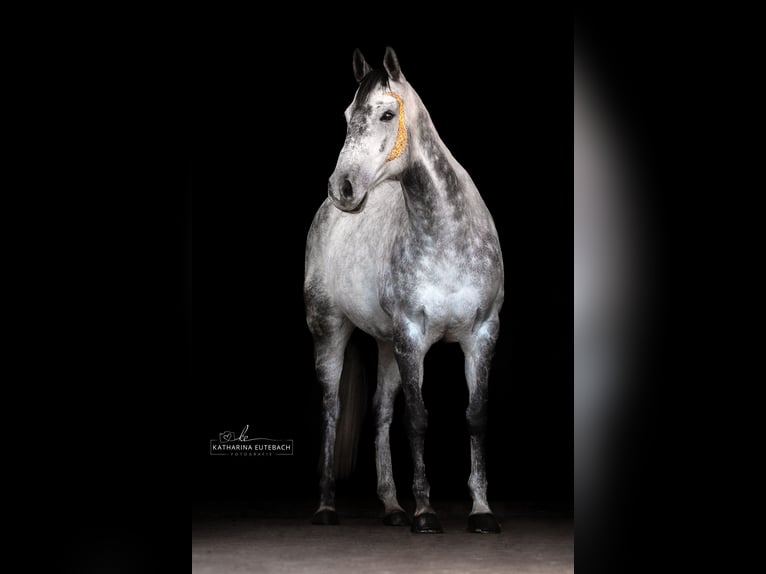 Irish sport horse Merrie 12 Jaar 154 cm Appelschimmel in Wiefelstede