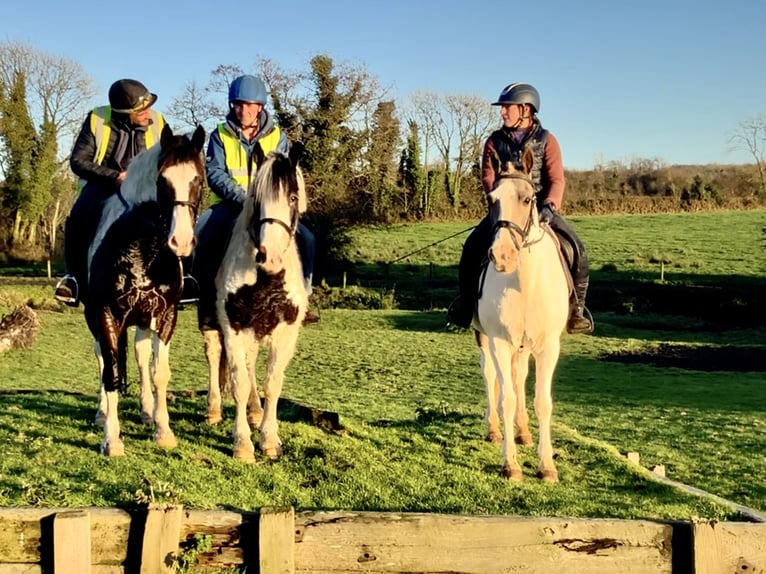 Irish sport horse Mix Merrie 12 Jaar 155 cm Gevlekt-paard in Mountrath