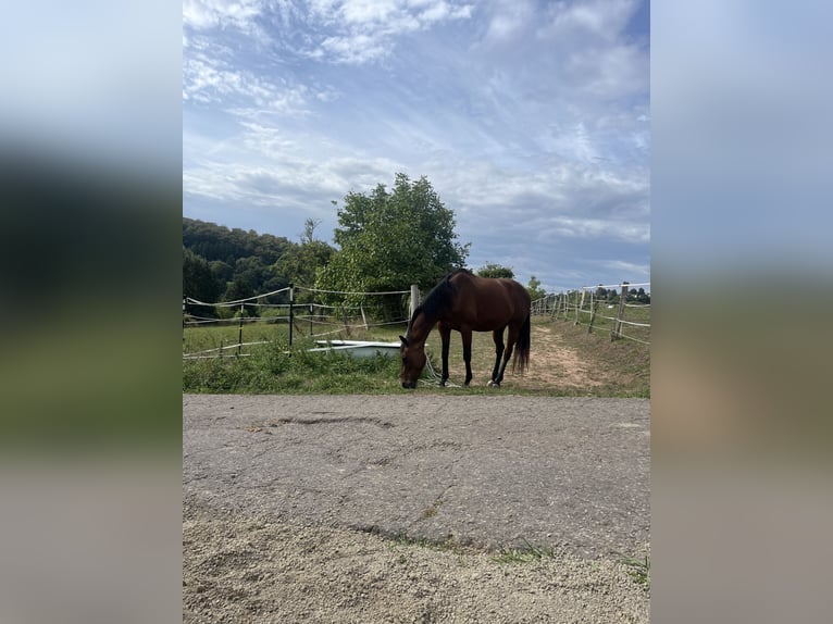 Irish sport horse Merrie 12 Jaar 157 cm Bruin in Saarbrücken