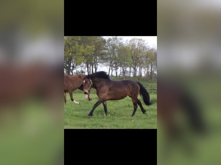 Irish sport horse Merrie 12 Jaar 159 cm Brauner in Hatten