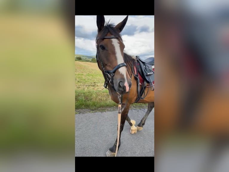 Irish sport horse Merrie 12 Jaar 160 cm Brauner in Ebsdorfergrund