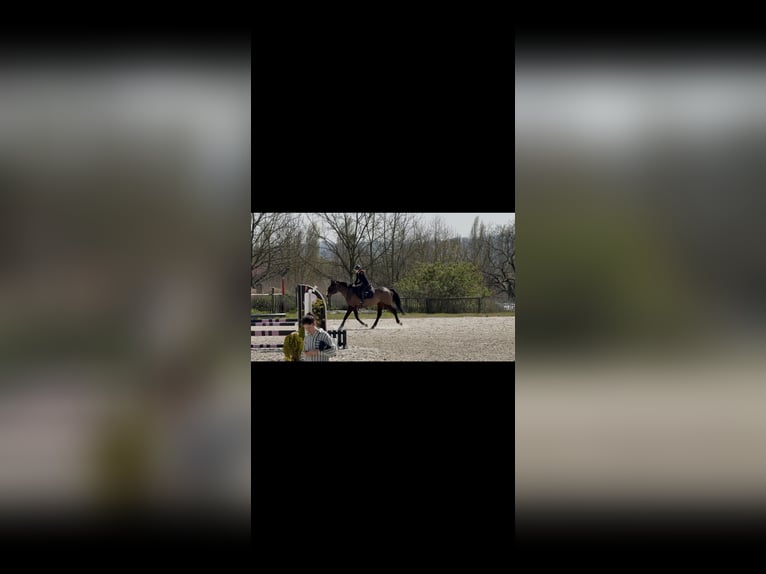 Irish sport horse Merrie 12 Jaar 160 cm Donkerbruin in Mortery