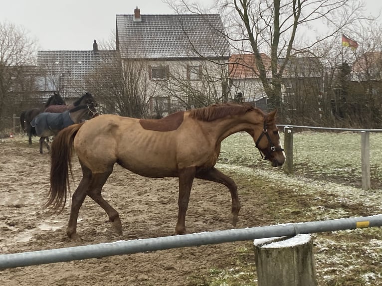 Irish sport horse Merrie 12 Jaar 164 cm Vos in Elze