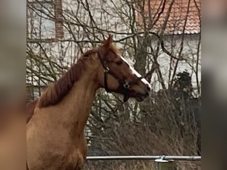 Irish sport horse Merrie 12 Jaar 164 cm Vos in Elze