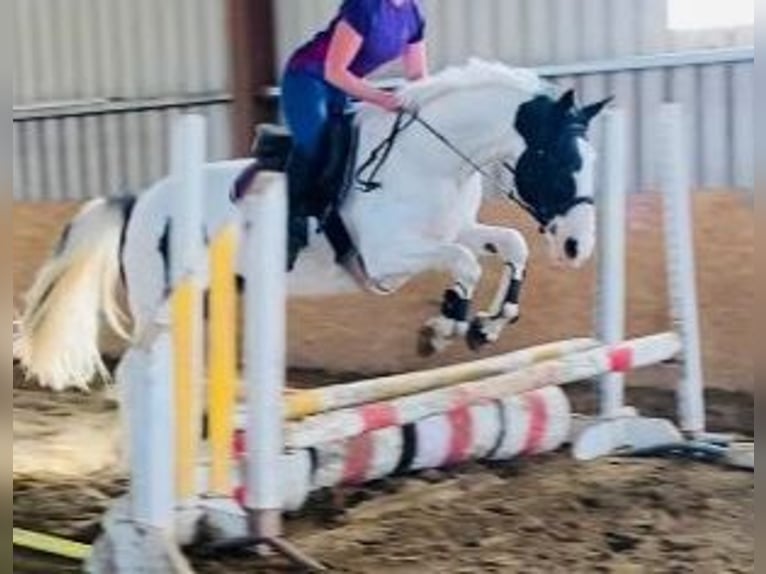 Irish sport horse Merrie 12 Jaar 165 cm Gevlekt-paard in Gummern