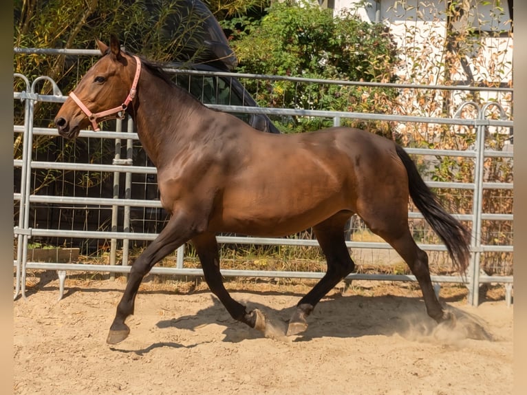 Irish sport horse Merrie 12 Jaar 166 cm Bruin in Lage