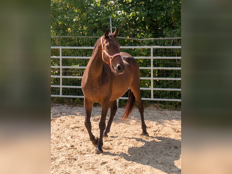 Irish sport horse Merrie 12 Jaar 166 cm Bruin in Lage