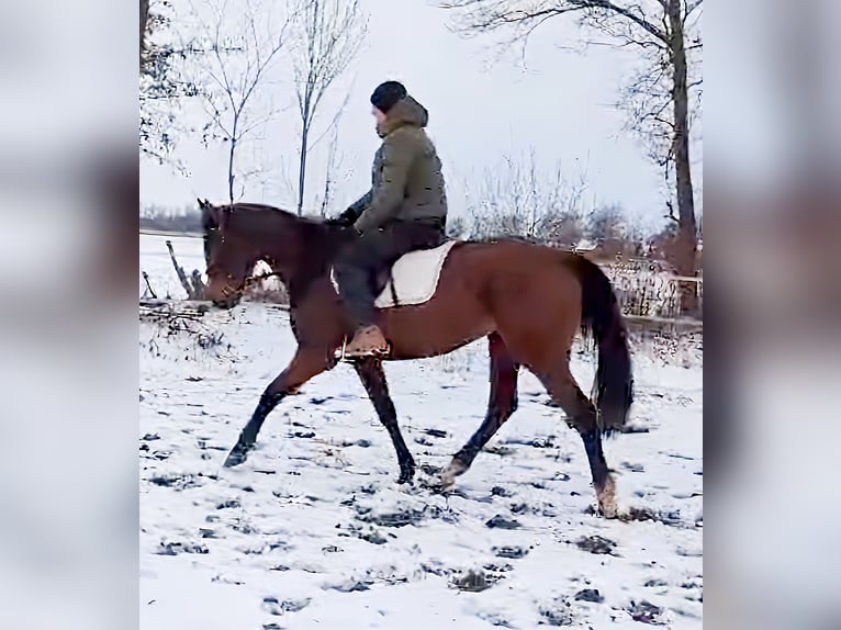 Irish sport horse Merrie 12 Jaar 166 cm Bruin in Lage