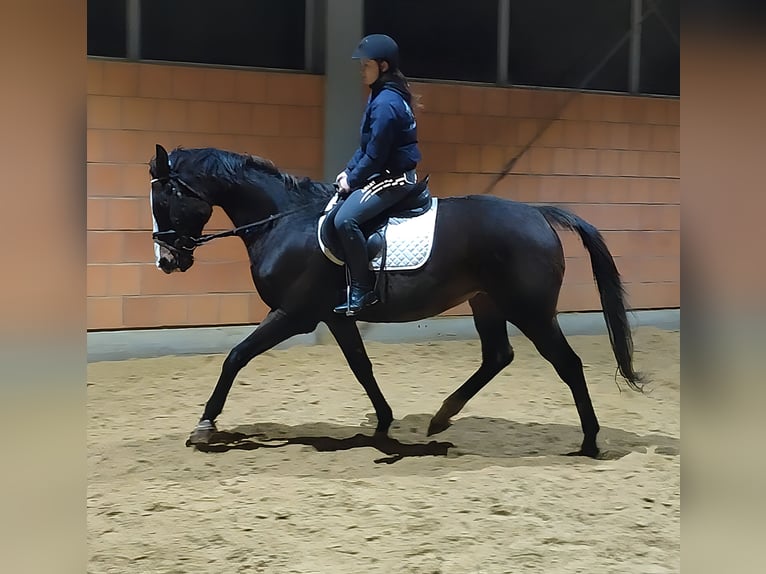 Irish sport horse Merrie 12 Jaar 166 cm Donkerbruin in Lage