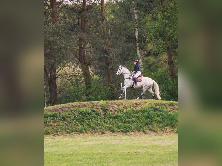 Irish sport horse Merrie 12 Jaar 167 cm Schimmel in Harelbeke