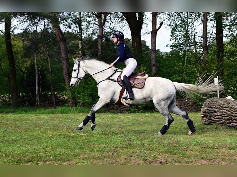 Irish sport horse Merrie 12 Jaar 167 cm Schimmel in Harelbeke