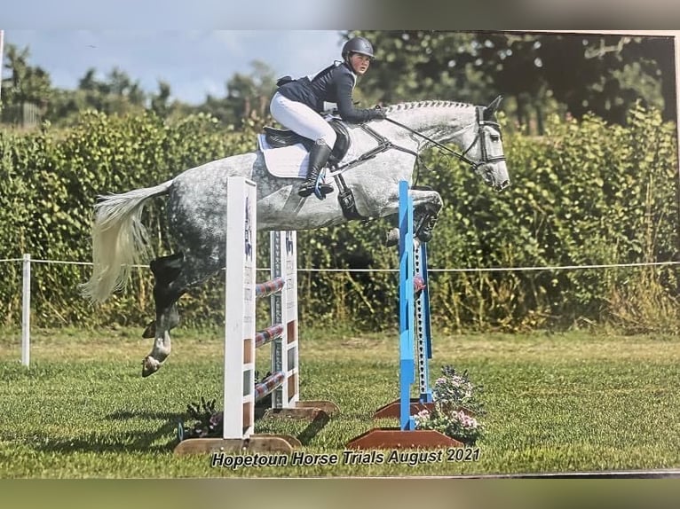 Irish sport horse Merrie 12 Jaar 167 cm Schimmel in Harelbeke