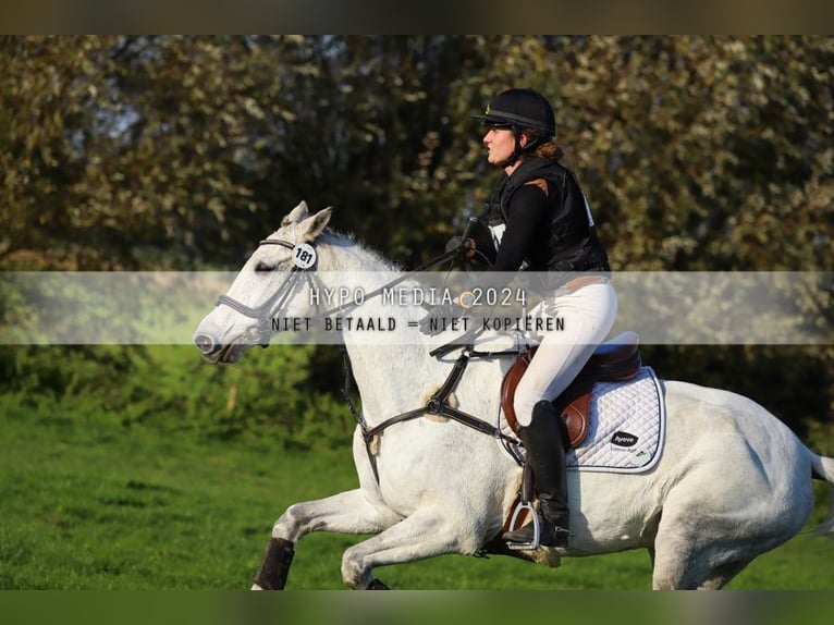 Irish sport horse Merrie 12 Jaar 167 cm Schimmel in Harelbeke