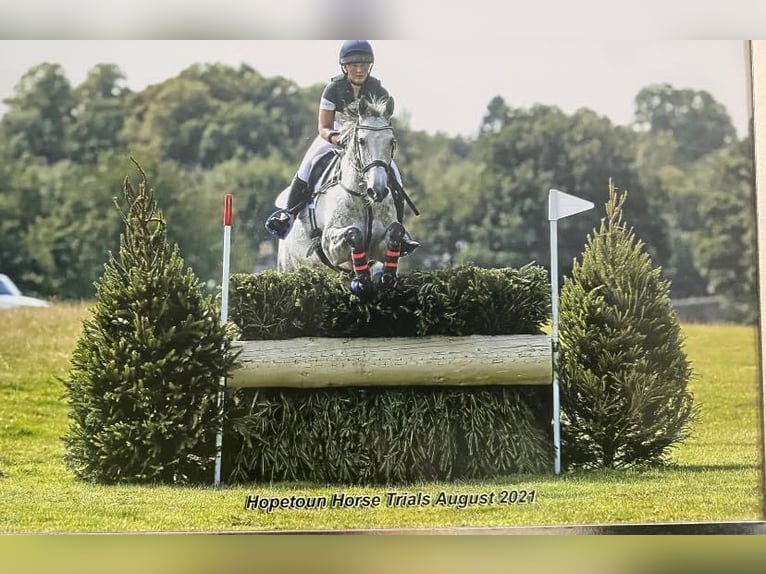 Irish sport horse Merrie 12 Jaar 167 cm Schimmel in Harelbeke