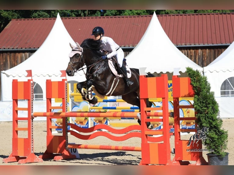 Irish sport horse Merrie 12 Jaar 168 cm Donkerbruin in Utting am Ammersee