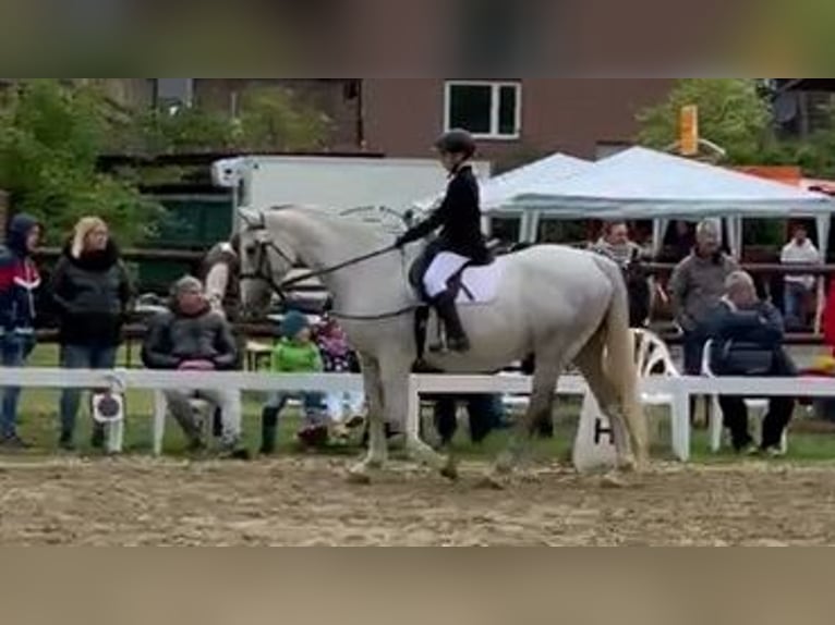 Irish sport horse Merrie 12 Jaar 169 cm Schimmel in Vettweiß