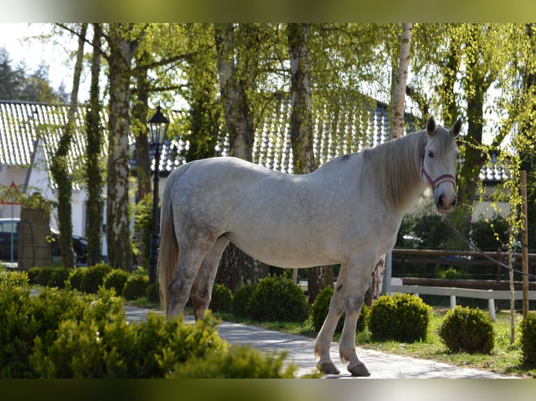 Irish sport horse Merrie 12 Jaar 169 cm Schimmel in Vettweiß