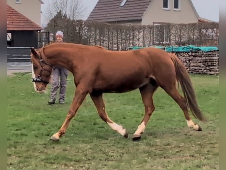 Irish sport horse Merrie 13 Jaar 152 cm Rabicano in Wesertal