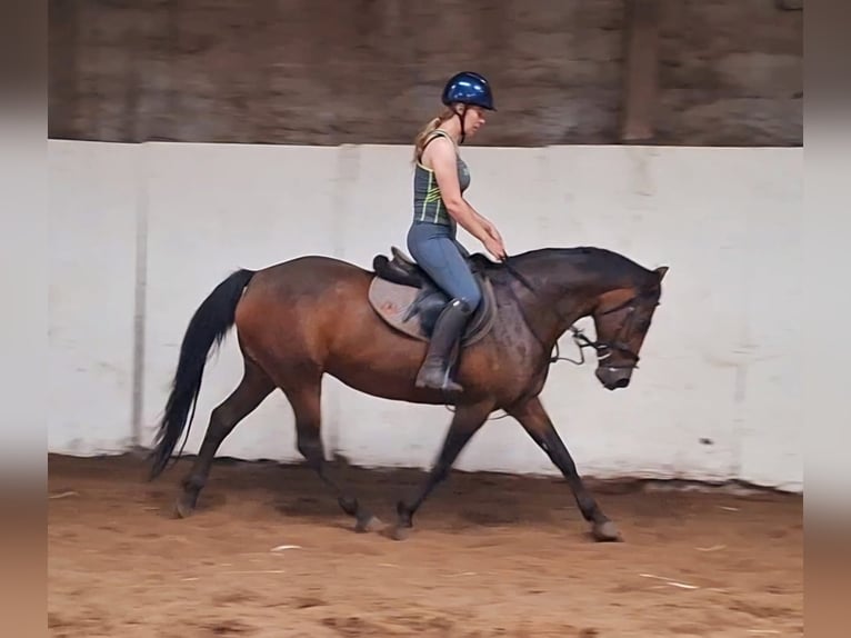 Irish sport horse Merrie 13 Jaar 152 cm Roodbruin in Stockport