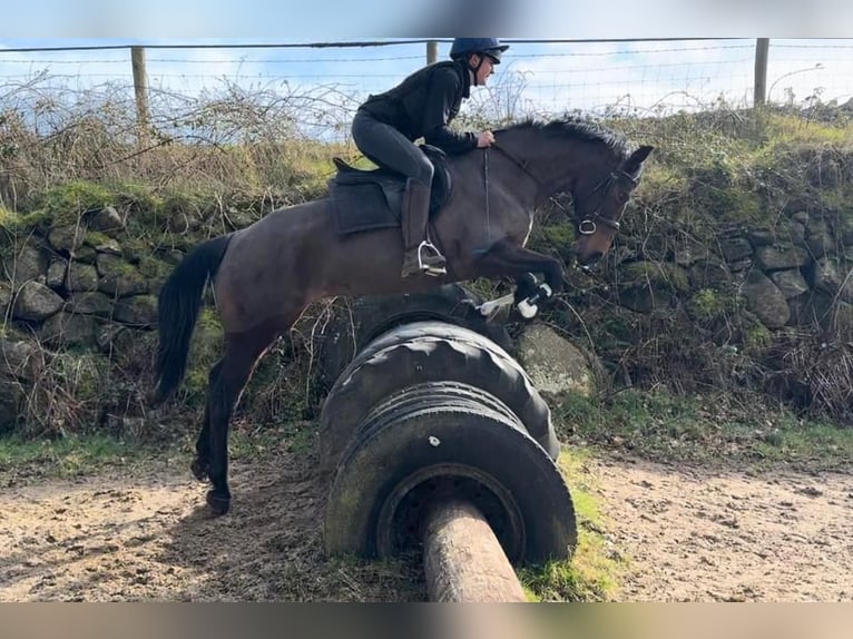 Irish sport horse Merrie 13 Jaar 152 cm Roodbruin in Stockport