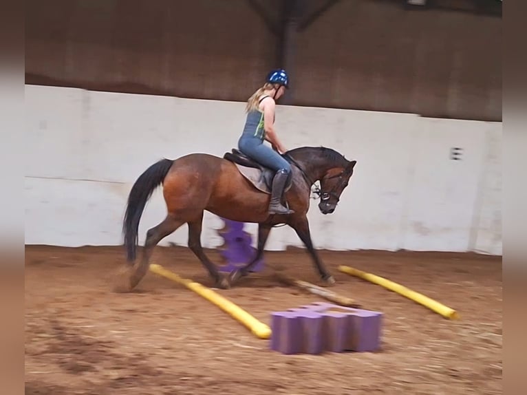 Irish sport horse Merrie 13 Jaar 152 cm Roodbruin in Stockport