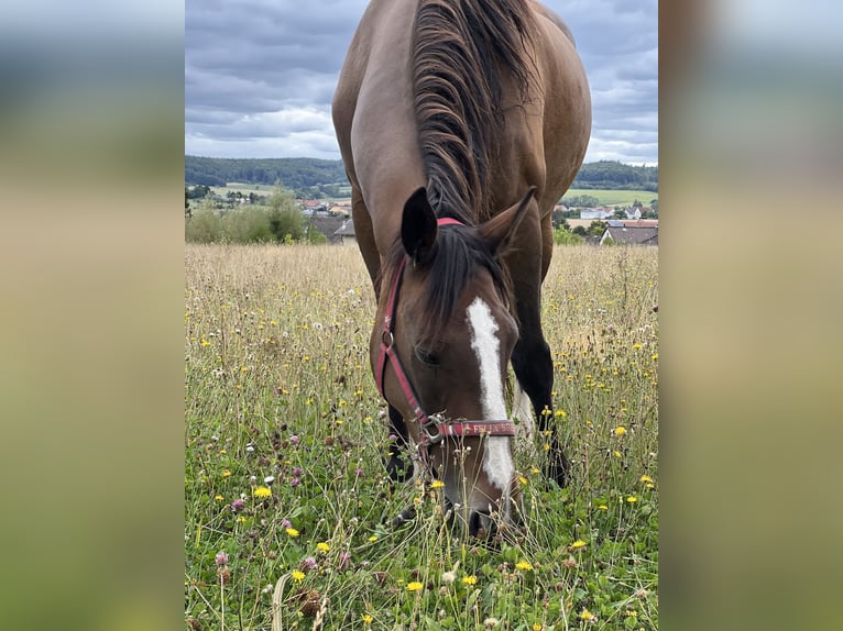 Irish sport horse Merrie 13 Jaar 160 cm in Ebsdorfergrund
